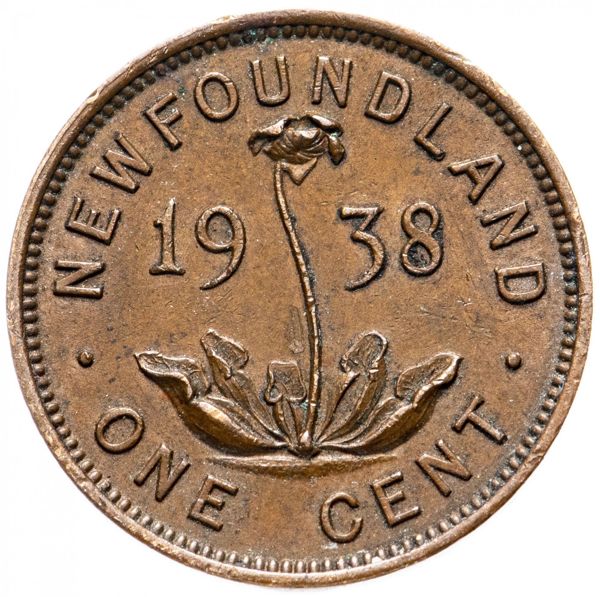 Newfoundland | 1 Cent Coin | Purple pitcher plant | Km:18 | 1938 - 1947